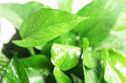 <strong>什么季节适合栽培碧玉花，碧玉花种植和播种的方法有哪些</strong>