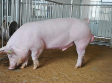 关于猪的五种颜色病防治措施
