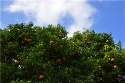 <strong>什么季节适合栽培橙子树，橙子树种植和播种的方法有哪些</strong>