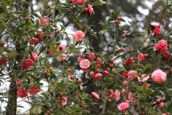 <strong>什么季节适合栽培山茶花，山茶花种植和播种的方法有哪些</strong>