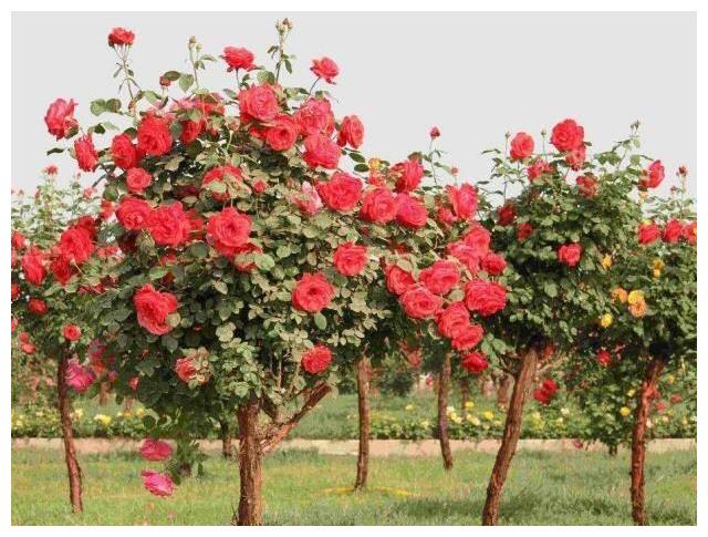 什么季节适合栽培树型月季,树型月季种植和播种的方法有哪些