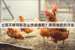 土鸡不喂饲料怎么快速增肥？养鸡增肥的方法