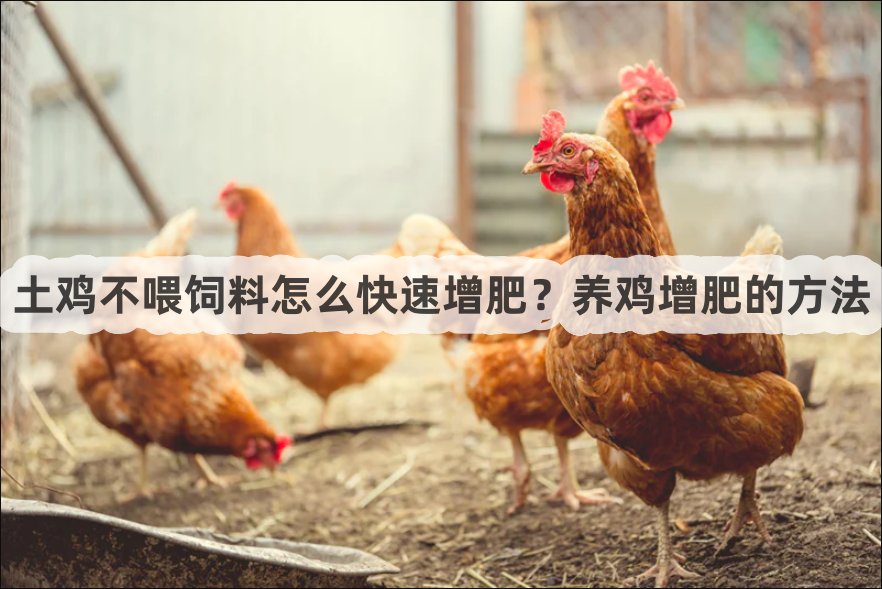 土鸡不喂饲料怎么快速增肥？养鸡增肥的方法