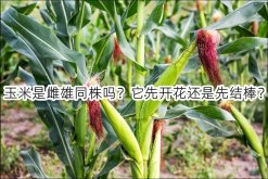 <strong>玉米是雌雄同株吗？它先开花还是先结棒？</strong>