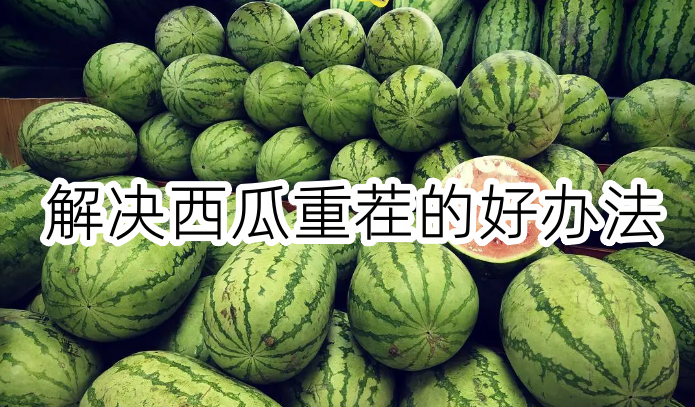 解决西瓜重茬的好办法