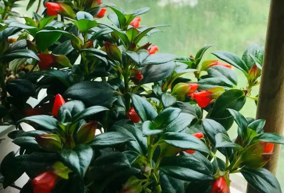 4种花，好养不贵，适合冬天入手