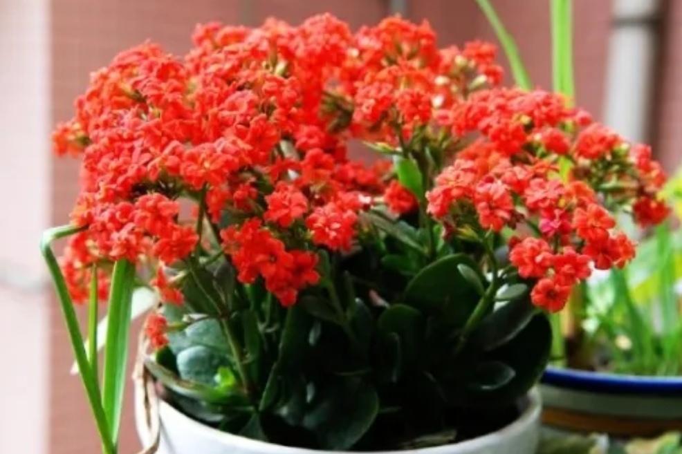 4种花，好养不贵，适合冬天入手