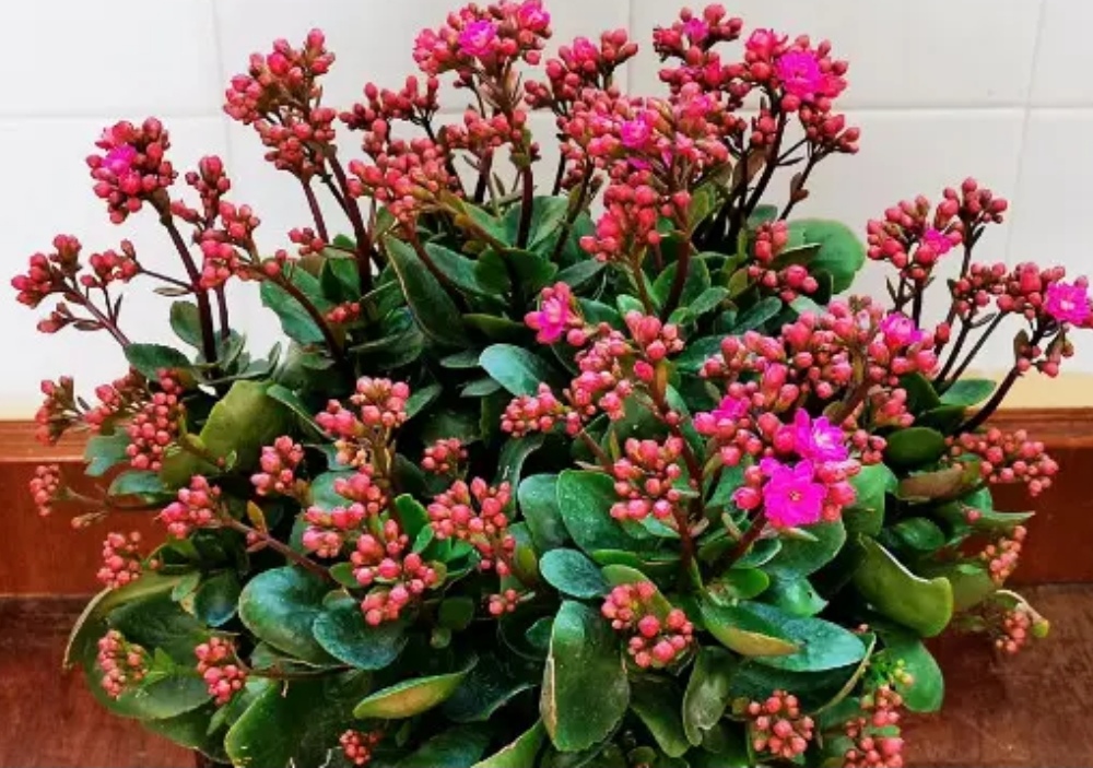 4种花，好养不贵，适合冬天入手