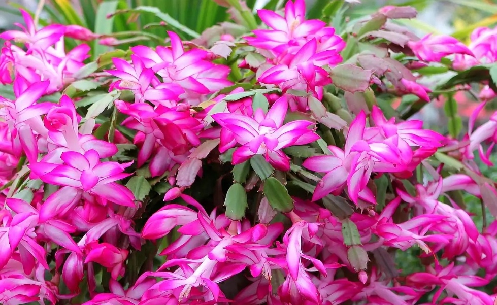 4种花，好养不贵，适合冬天入手