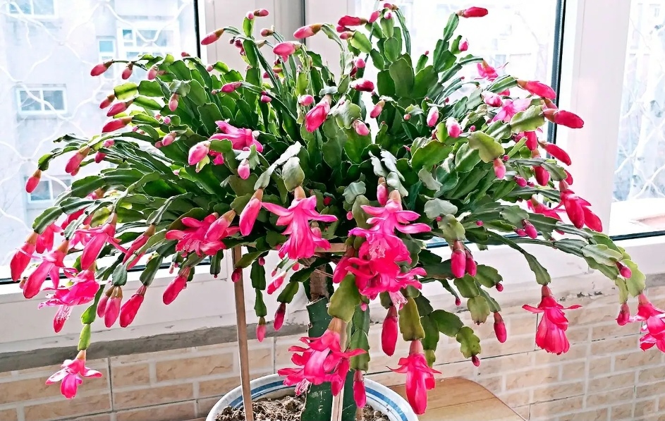 4种花，好养不贵，适合冬天入手