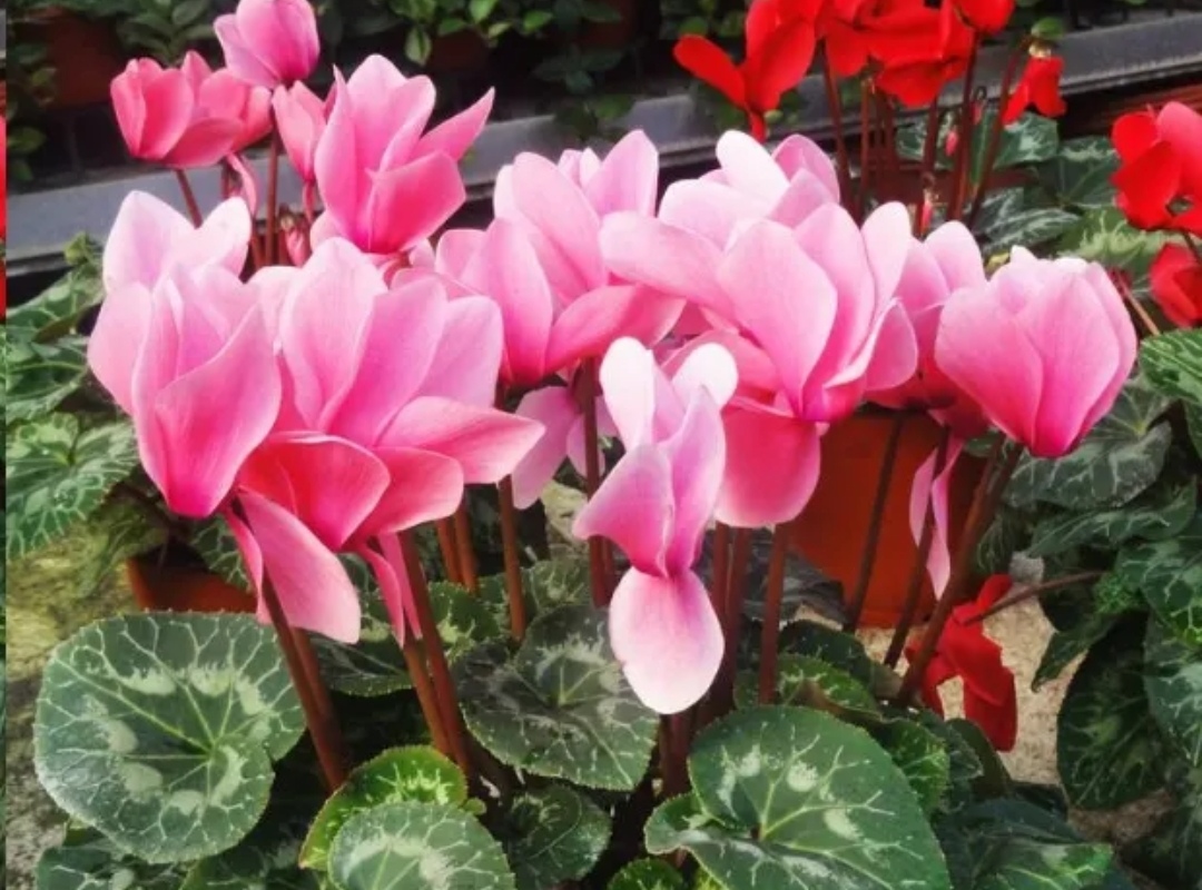4种花，好养不贵，适合冬天入手