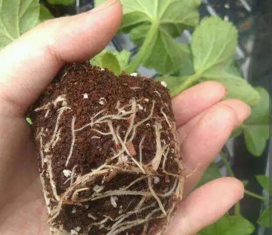 5种花不用买，冬天也能扦插，成活率高
