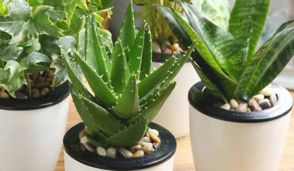 室内空气差，养6种“净化空气”植物，清新自然又美观