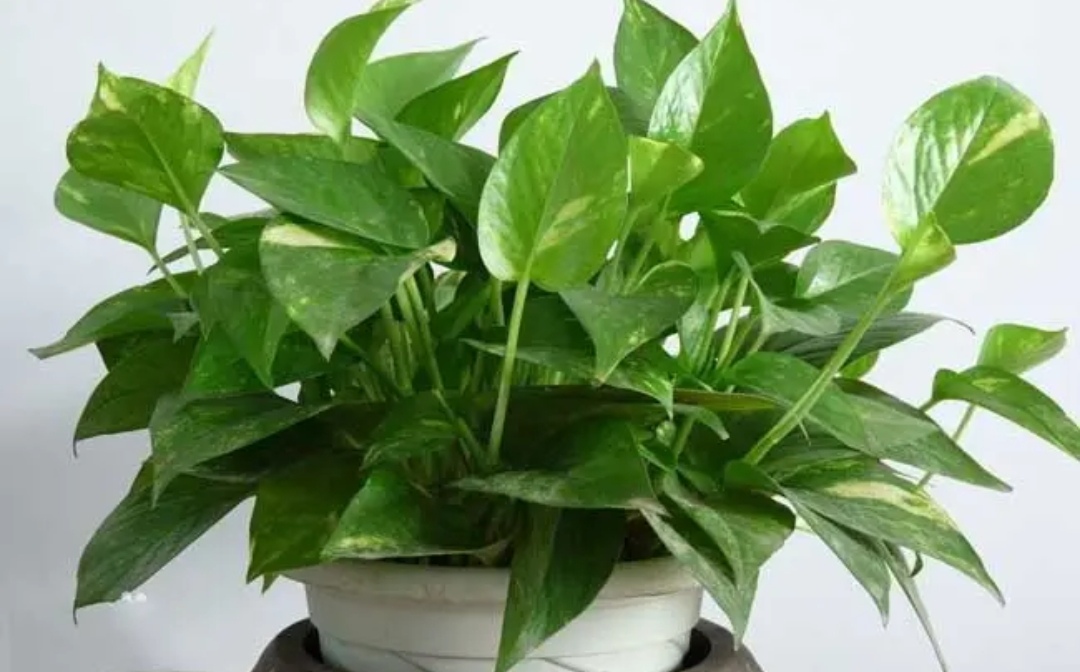 7种漂亮花，就怕晒太阳，难怪总是黄叶子