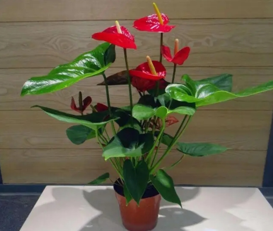 7种漂亮花，就怕晒太阳，难怪总是黄叶子