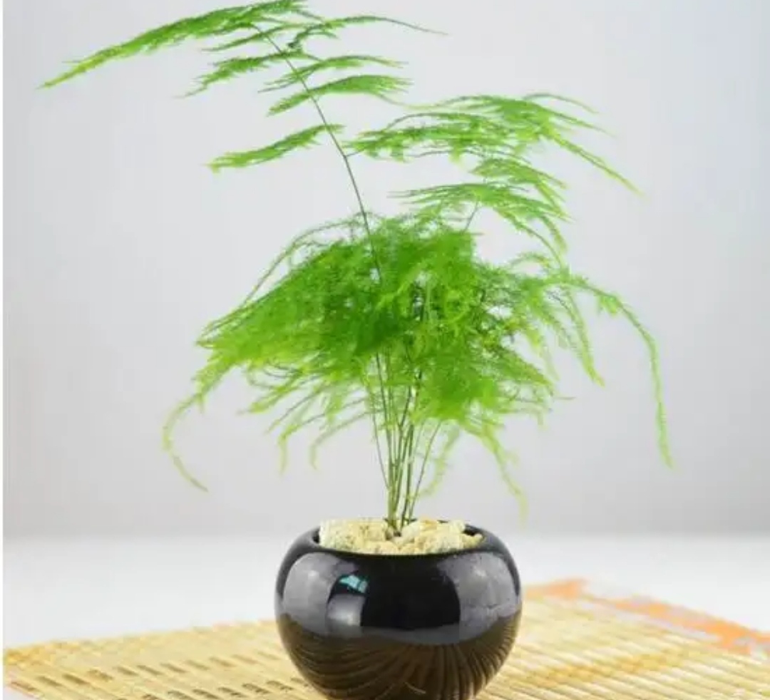 7种漂亮花，就怕晒太阳，难怪总是黄叶子