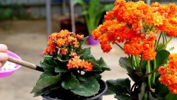 <strong>6种花开始长花苞了，多晒晒太阳，开花更早更鲜艳</strong>