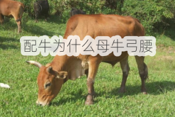 <strong>配牛为什么母牛弓腰</strong>