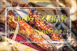 <strong>良玉606玉米的品种特征特性介绍以及栽培技术要点！</strong>