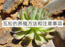 <strong>瓦松的养殖方法和注意事项</strong>