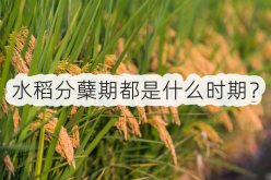 <strong>水稻分蘖期都是什么时期？</strong>