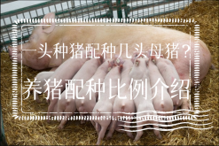 <strong>一头种猪配种几头母猪？养猪配种比例介绍</strong>