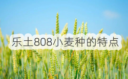 乐土808小麦种的特点
