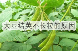 <strong>大豆结荚不长粒的原因</strong>