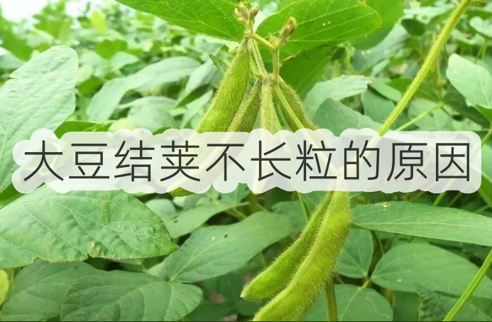 大豆结荚不长粒的原因