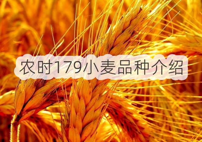 农时179小麦品种介绍