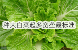 <strong>种大白菜起多宽垄最标准</strong>