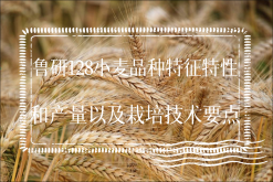 鲁研128小麦品种特征特性和产量以及栽培技术要点