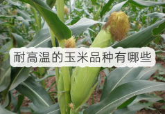 <strong>耐高温的玉米品种有哪些？发财农业网为您科普</strong>