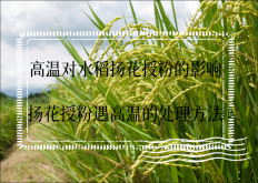<strong>高温对水稻扬花授粉的影响 扬花授粉遇高温的处理方法</strong>