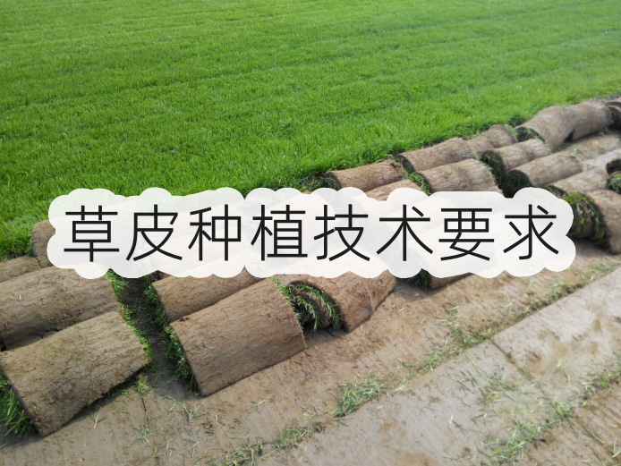 草皮种植技术要求