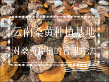 <strong>云南桑黄种植基地对桑黄种植的管理方法</strong>