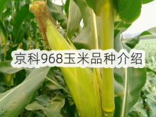 <strong>京科968玉米品种介绍</strong>