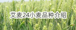 艾麦24小麦品种介绍