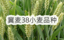 冀麦38小麦品种