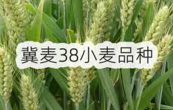 <strong>冀麦38小麦品种</strong>