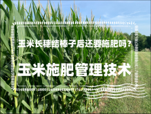 <strong>玉米长穗结棒子后还要施肥吗？玉米施肥管理技术</strong>