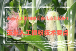 <strong>玉米人工授粉时间在几点比较好？玉米人工授粉技术要点</strong>