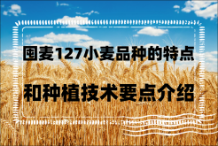 <strong>囤麦127小麦品种的特点和种植技术要点介绍</strong>