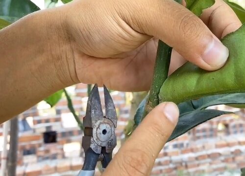 柚子树的剪枝时间和修剪方法