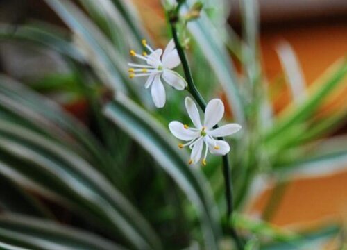 吊兰会开花吗