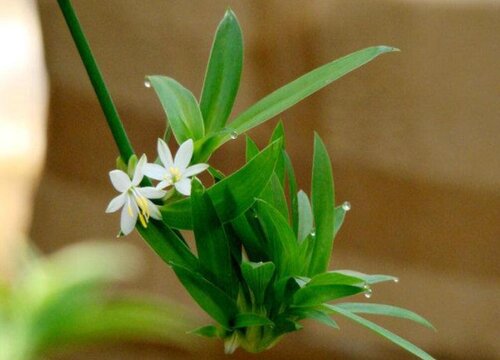 吊兰会开花吗