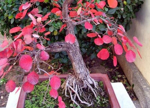 黄栌适合在室内养吗