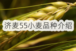 <strong>济麦55小麦品种介绍</strong>