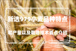 新选979小麦品种特点和产量以及栽培技术要点介绍