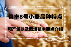 <strong>谷丰8号小麦品种特点和产量以及栽培技术要点介绍</strong>